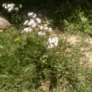 Achillea millefolium at Steeple Flat, NSW - 24 Feb 2024 02:25 PM