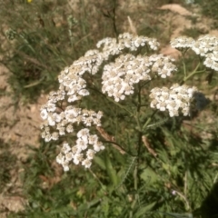 Achillea millefolium at Steeple Flat, NSW - 24 Feb 2024