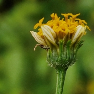 Bidens pilosa at Wairo Beach and Dolphin Point - 24 Feb 2024