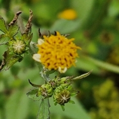 Bidens pilosa at Wairo Beach and Dolphin Point - 24 Feb 2024 04:12 PM