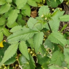 Bidens pilosa at Wairo Beach and Dolphin Point - 24 Feb 2024