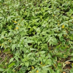 Bidens pilosa at Wairo Beach and Dolphin Point - 24 Feb 2024