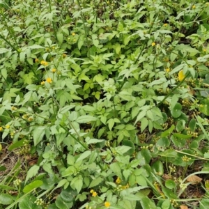 Bidens pilosa at Wairo Beach and Dolphin Point - 24 Feb 2024 04:12 PM