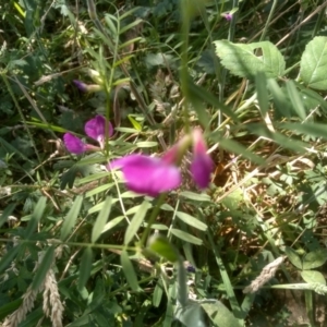 Vicia sativa at Steeple Flat, NSW - 24 Feb 2024