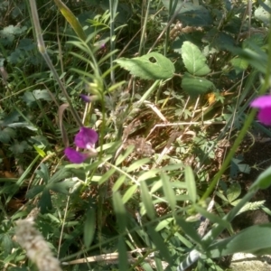 Vicia sativa at Steeple Flat, NSW - 24 Feb 2024 02:25 PM