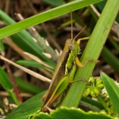 Bermius brachycerus (A grasshopper) at Wairo Beach and Dolphin Point - 24 Feb 2024 by trevorpreston