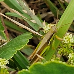 Bermius brachycerus at Wairo Beach and Dolphin Point - 24 Feb 2024