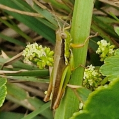 Bermius brachycerus at Wairo Beach and Dolphin Point - 24 Feb 2024 04:11 PM