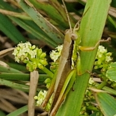 Bermius brachycerus at Wairo Beach and Dolphin Point - 24 Feb 2024 04:11 PM