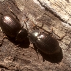 Adelium sp. (genus) (Adelium darkling beetle) at Glenbog State Forest - 24 Feb 2024 by mahargiani