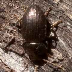 Adelium sp. (genus) at Glenbog State Forest - 24 Feb 2024 02:14 PM