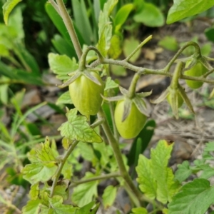 Solanum lycopersicum at Wairo Beach and Dolphin Point - 24 Feb 2024