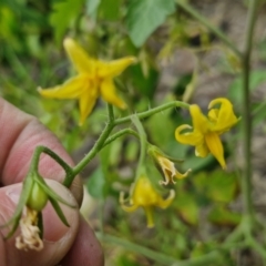 Solanum lycopersicum at Wairo Beach and Dolphin Point - 24 Feb 2024 04:09 PM