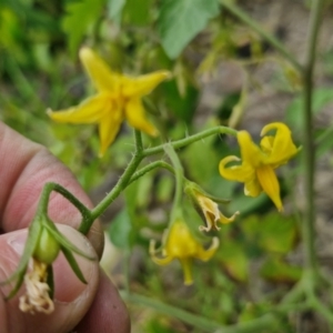 Solanum lycopersicum at Wairo Beach and Dolphin Point - 24 Feb 2024