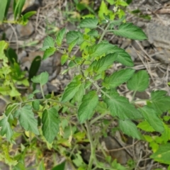 Solanum lycopersicum at Wairo Beach and Dolphin Point - 24 Feb 2024 04:09 PM