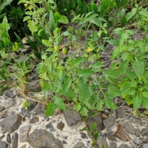 Solanum lycopersicum at Wairo Beach and Dolphin Point - 24 Feb 2024 04:09 PM