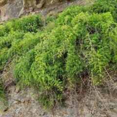 Asparagus aethiopicus (Ground Asparagus) at Dolphin Point, NSW - 24 Feb 2024 by trevorpreston