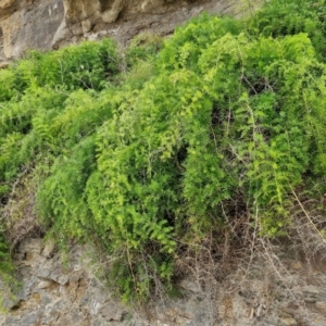 Asparagus aethiopicus at Wairo Beach and Dolphin Point - 24 Feb 2024