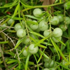 Asparagus aethiopicus at Wairo Beach and Dolphin Point - 24 Feb 2024 04:08 PM