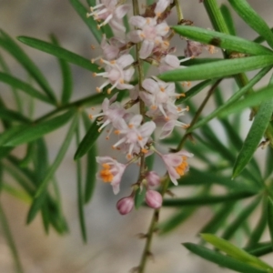 Asparagus aethiopicus at Wairo Beach and Dolphin Point - 24 Feb 2024 04:08 PM