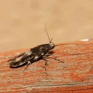 Leptozestis and Trachydora (genera) at Harrison, ACT - 23 Feb 2024