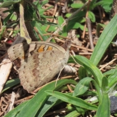 Junonia villida (Meadow Argus) at Upper Stranger Pond - 24 Feb 2024 by RodDeb