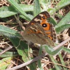 Junonia villida at Upper Stranger Pond - 24 Feb 2024