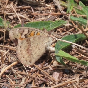 Junonia villida at Upper Stranger Pond - 24 Feb 2024