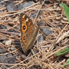 Junonia villida at Upper Stranger Pond - 24 Feb 2024