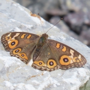 Junonia villida at Upper Stranger Pond - 24 Feb 2024