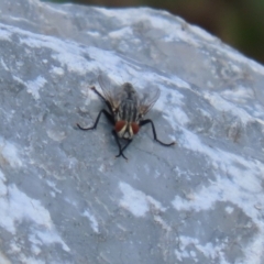 Sarcophagidae (family) (Unidentified flesh fly) at Upper Stranger Pond - 24 Feb 2024 by RodDeb