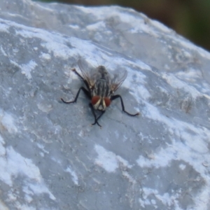 Sarcophagidae (family) at Upper Stranger Pond - 24 Feb 2024 12:55 PM