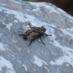 Sarcophagidae (family) at Upper Stranger Pond - 24 Feb 2024 12:55 PM