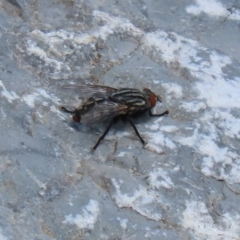 Sarcophagidae (family) at Upper Stranger Pond - 24 Feb 2024