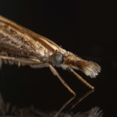 Culladia cuneiferellus (Crambinae moth) at Jerrabomberra, NSW - 23 Feb 2024 by MarkT