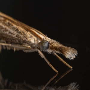Culladia cuneiferellus (Crambinae moth) at suppressed by MarkT