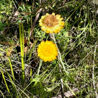 Coronidium monticola (Mountain Button Everlasting) at Namadgi National Park - 24 Feb 2024 by KMcCue