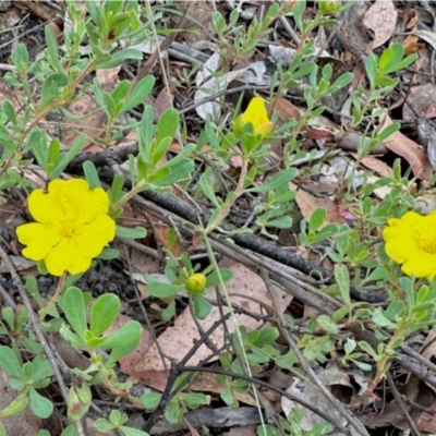 Hibbertia obtusifolia (Grey Guinea-flower) at Namadgi National Park - 24 Feb 2024 by KMcCue