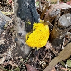 Myxomycete-plasmodium(class) (A slime mould) at Namadgi National Park - 23 Feb 2024 by KMcCue