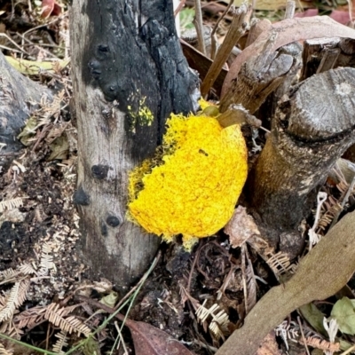 Myxomycete-plasmodium(class) (A slime mould) at Tharwa, ACT - 23 Feb 2024 by KMcCue