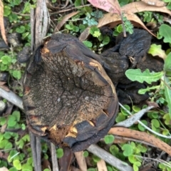 Unverified Fungus at Namadgi National Park - 24 Feb 2024 by KMcCue