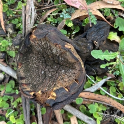 Unverified Fungus at Namadgi National Park - 24 Feb 2024 by KMcCue