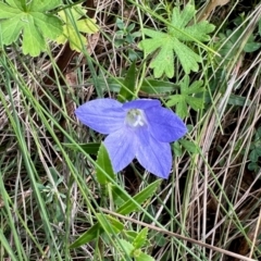 Wahlenbergia sp. (Bluebell) at Namadgi National Park - 24 Feb 2024 by KMcCue