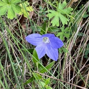 Wahlenbergia sp. at Namadgi National Park - 24 Feb 2024