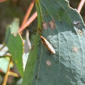 Chorista australis at Namadgi National Park - 24 Feb 2024