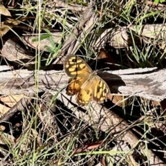 Geitoneura klugii (Marbled Xenica) at Tharwa, ACT - 23 Feb 2024 by KMcCue