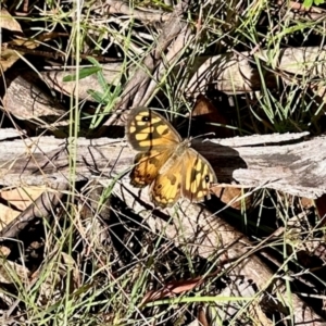 Geitoneura klugii at Namadgi National Park - 24 Feb 2024