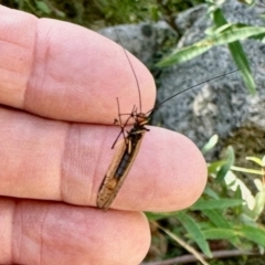 Chorista australis (Autumn scorpion fly) at Namadgi National Park - 23 Feb 2024 by KMcCue