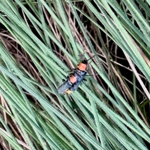 Chauliognathus tricolor (Tricolor soldier beetle) at Namadgi National Park by KMcCue