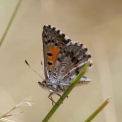 Lucia limbaria (Chequered Copper) at Uriarra Recreation Reserve - 24 Feb 2024 by RomanSoroka